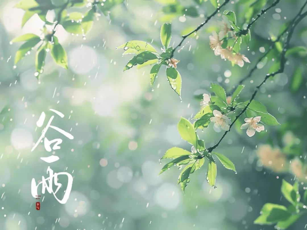 谷雨潤萬物，酥香寄深情